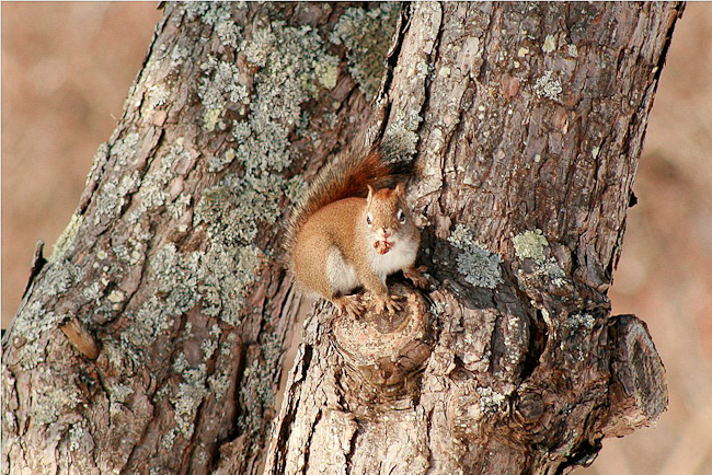 24-B125-B-posing-squirrel