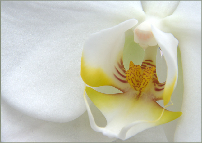 47-D118-b-white-orchid