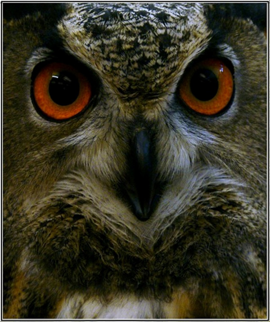 68-C-K104-B-Woodsie-Owl