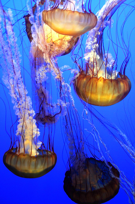 04-Jan-Pieter-van-Voorst-van-Beest-A-Jellyfish