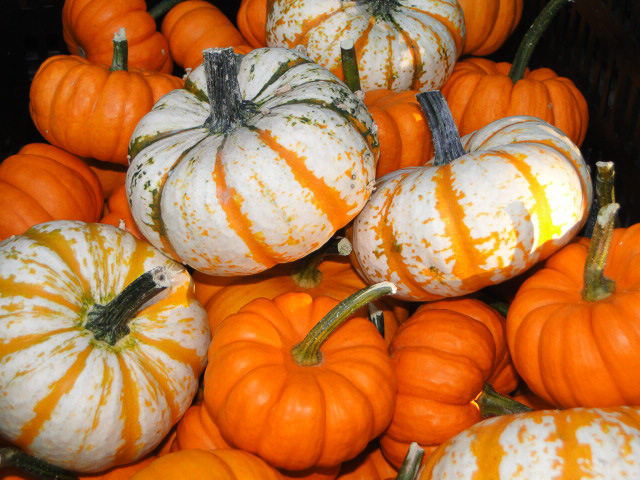55-jackiemitchell-b-pumpkins-pumpkins-pumpkins