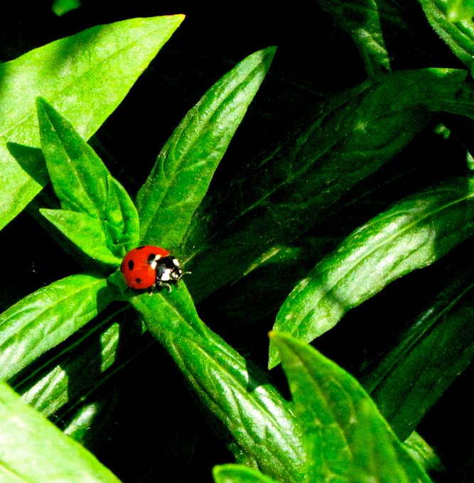 71-Linda-Rogoff-B-ladybug-in-the-berlin-conservatory