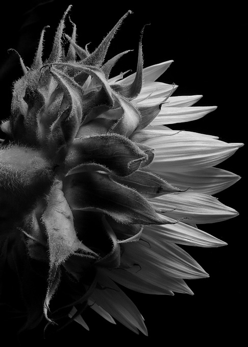 91-ScottTGrant-B-SunflowerInMonochrome