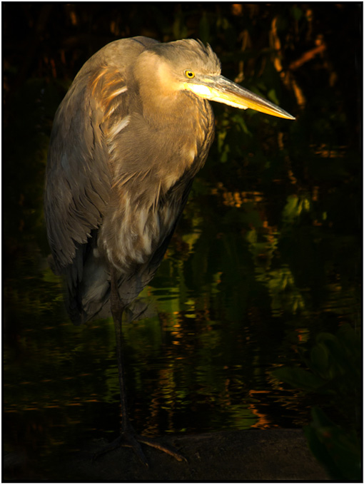 18-lilakirkwood-A-Heron-Caught-in-Sunlight