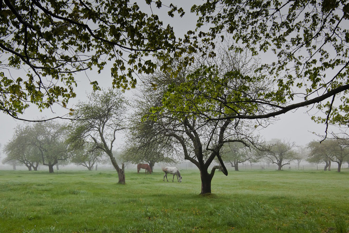15lindacullivan_horses_in_fog_critique1