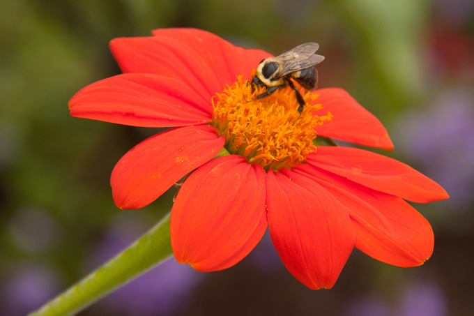60-BenTripp-B-Flower-and-Bee