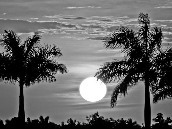 050-lilakirkwood-Palms-in-Sunlight