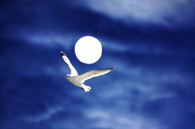 069-susanpartridge-B-gull-under-moon