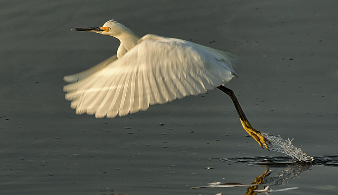 36-C-RobSmith-A-Snowy-Egret-Lift-Off