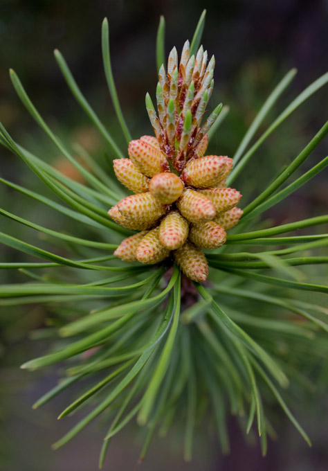 26-davekirkwood-A-young-pine-cones