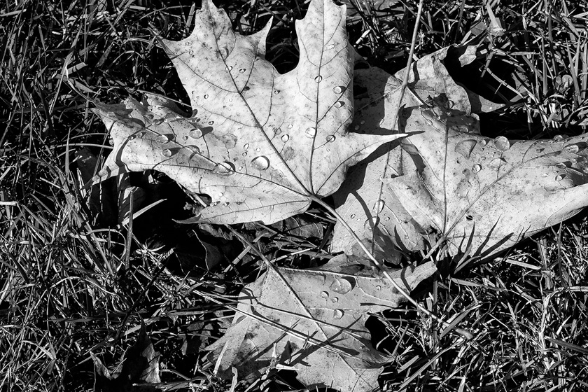 51-joanne-smith-B-autumn-leaves