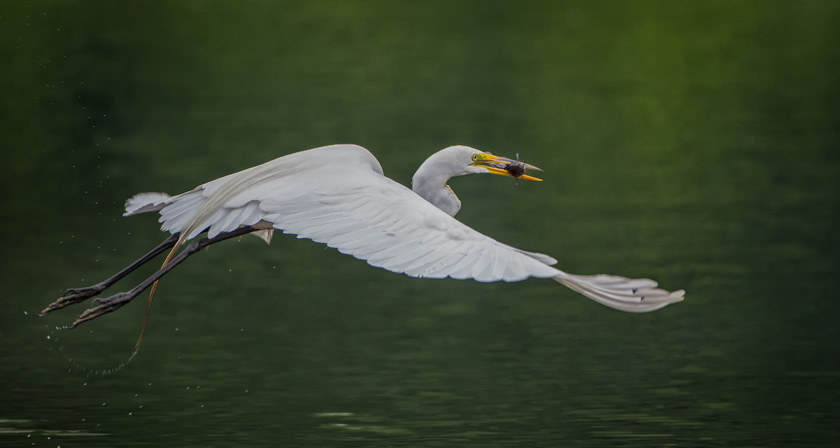 57-mike-cullivan-A-Great-Egret-and-catfish