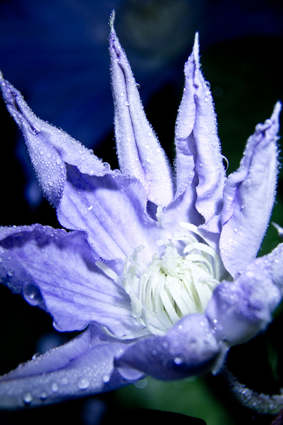 11-Malcolm_Williams-A-_Purple_clematis