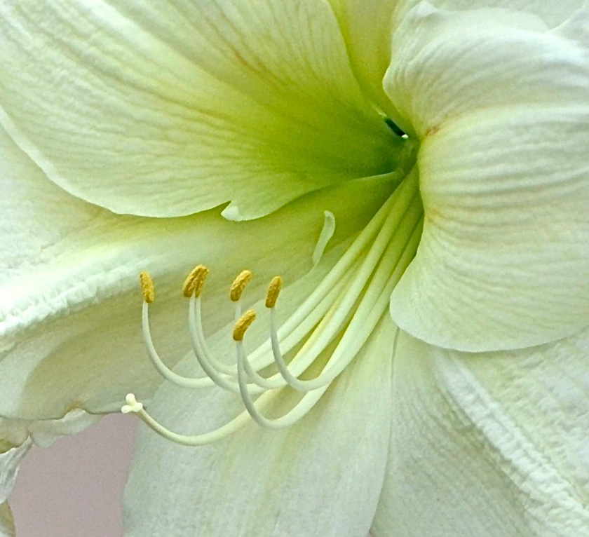 13-MaryannHindle-B-White-Flower