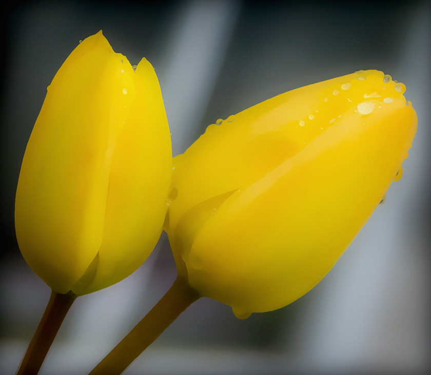 55-Mike-Leonard-A-2_yellow_tulips