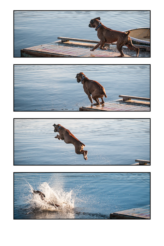 17-dick-sawyer-b-dog-jumping-(1-of-1)