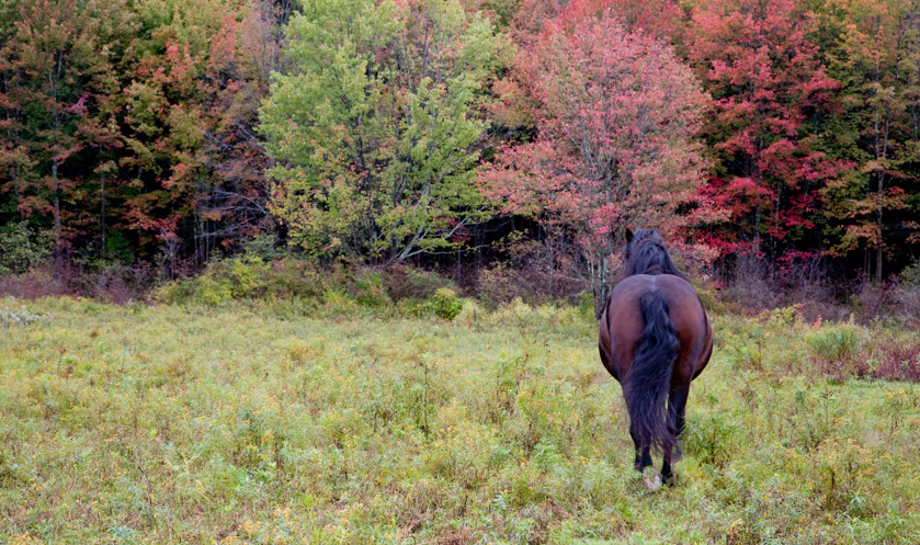02-gerilynnsmith-a-autumn-pasture