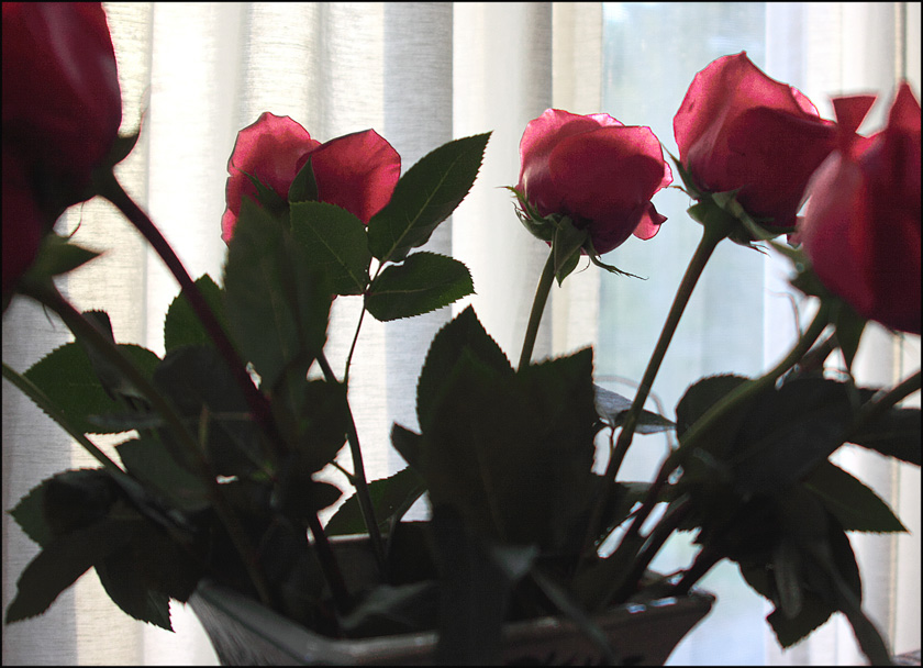 1204--12-vanvoorstvanbeest-roses-in-vase