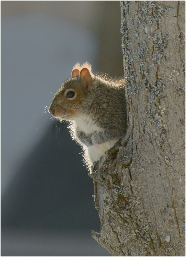 1206--12-Cempa-Squirrel_in_the_Morning