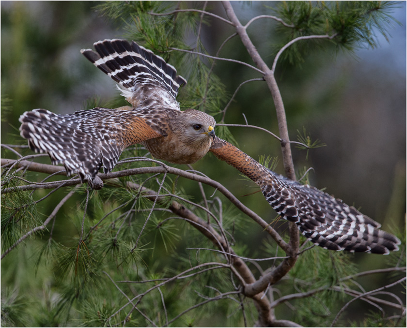 07-RobSmith-A-Red-Shouldered-Hawk