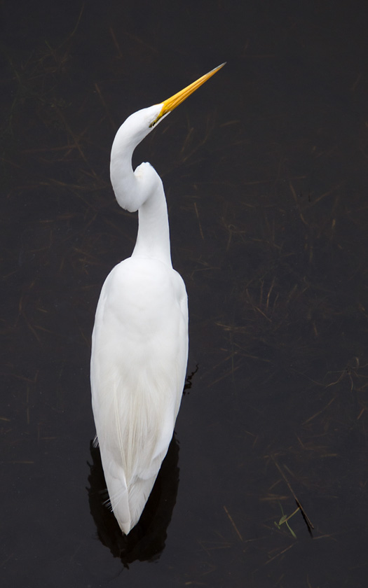 38-john-bald-a-elegant-egret