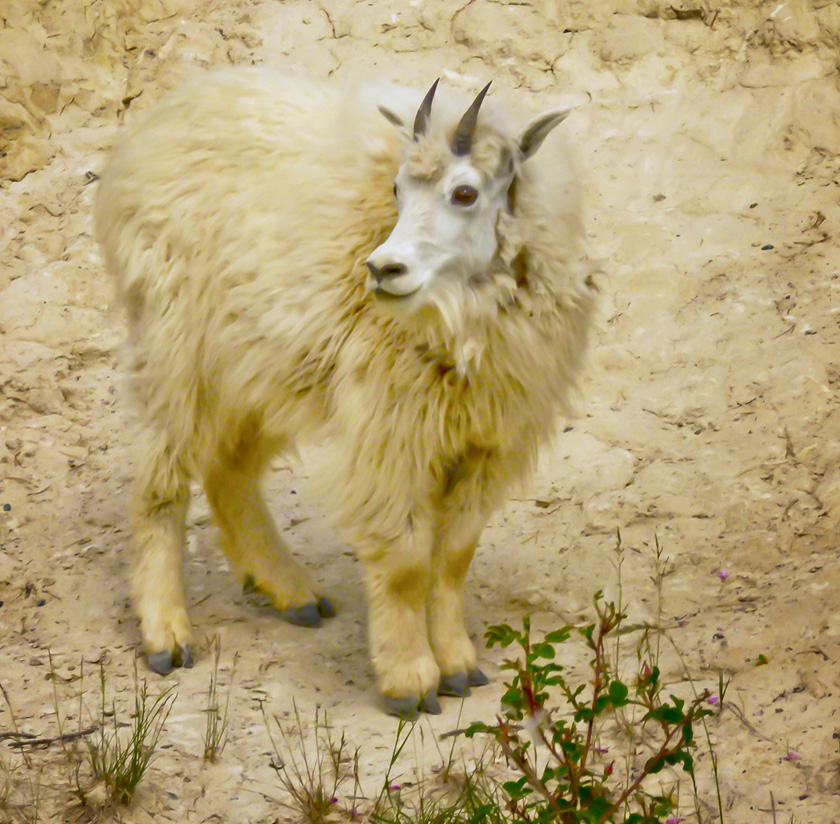 02-lila-kirkwood-A-Mountain-Sheep-at-salt-lick
