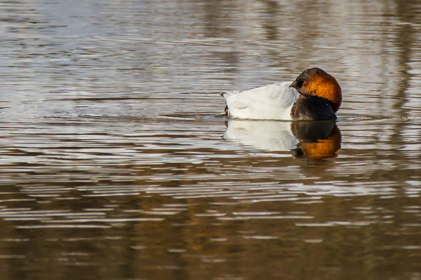 38-colin-chase-b-canvasback-eyes-wide-shut