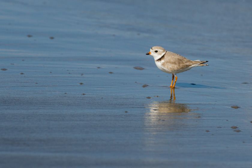 59-colin-chase-b-piping-plover-sand-reflection