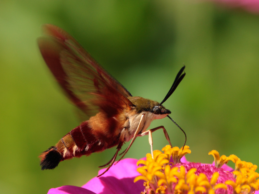 c-louisconnelly-b-hummingbird-moth
