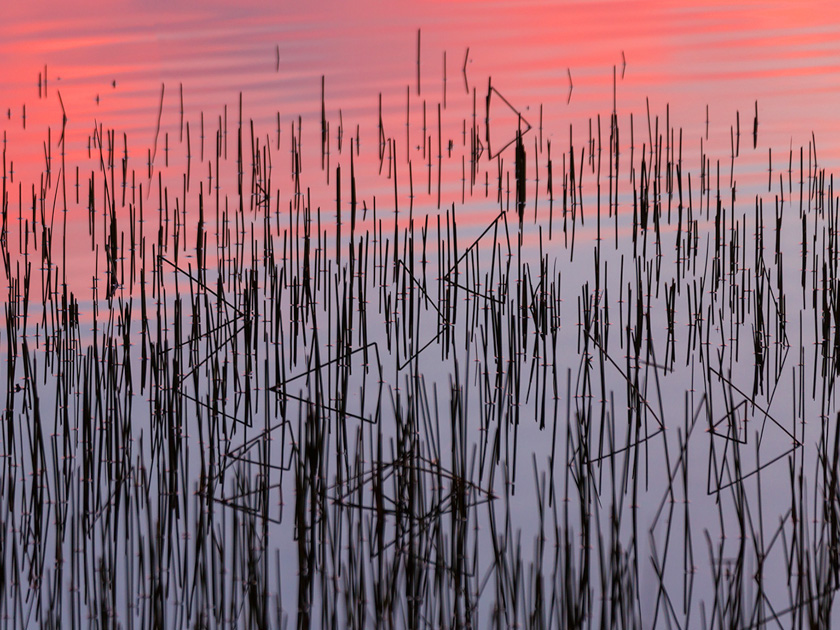 12-mike-leonard-a-evening-light-reeds