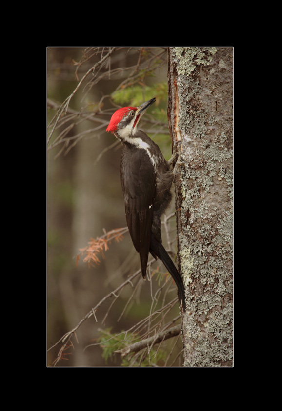 15-c-jim-hannigan-a-woodpecker