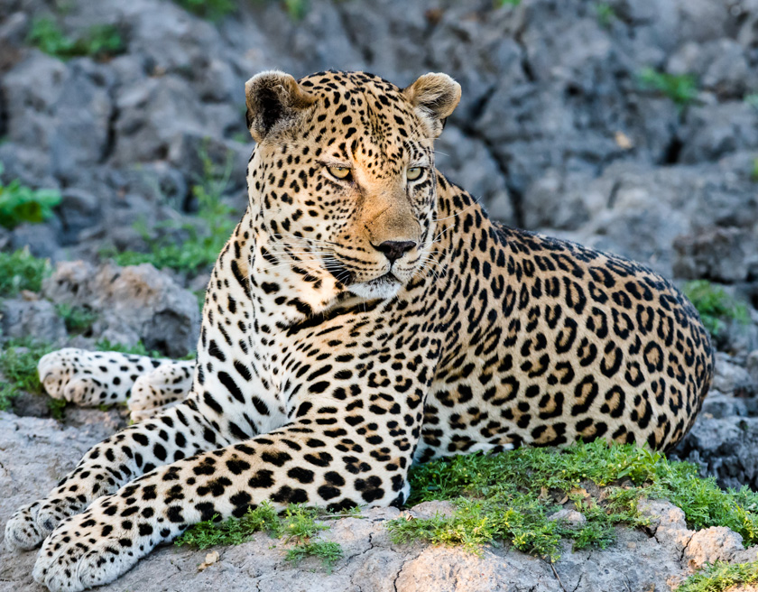 30-dennis-landis-b-landolozi-leopard