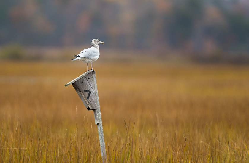 39-peterflanagan-a-solitary-gull