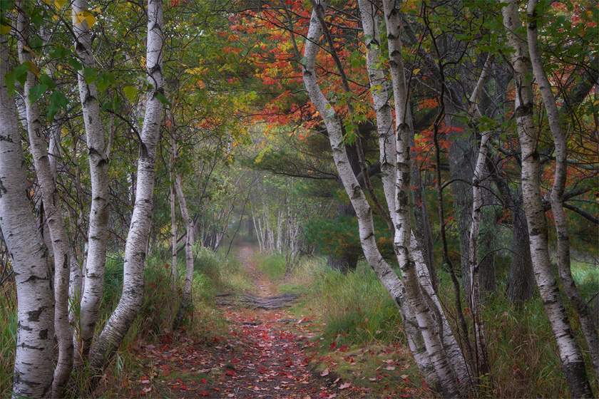 54-darylannleonard_a_autumn-birches