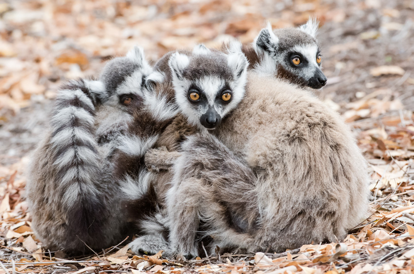 78-dennis-landis-b-lemurs