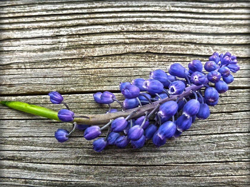 87-merita-mckenzie-a-grape-hyacinth-on-wood