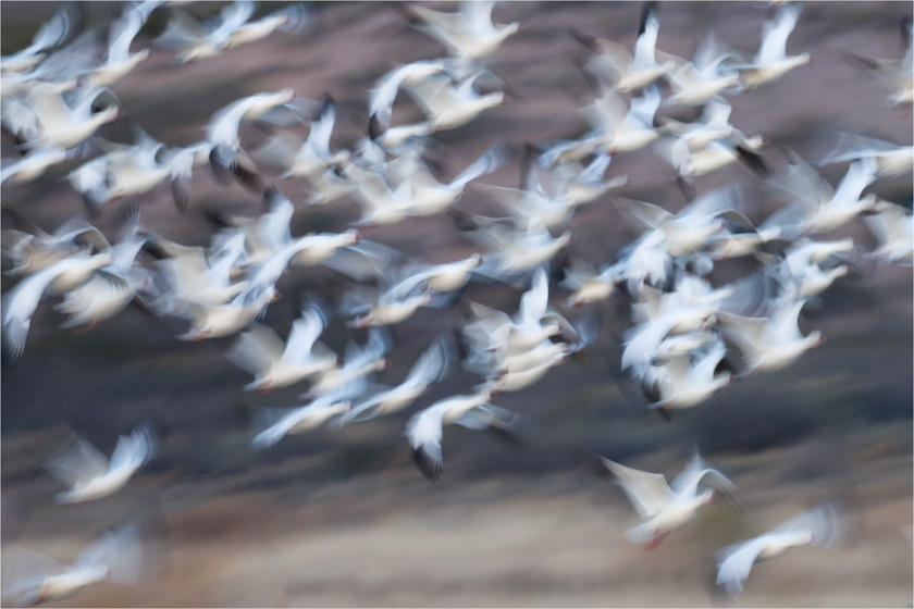 72-linda-cullivan-a-snow-geese-in-motion