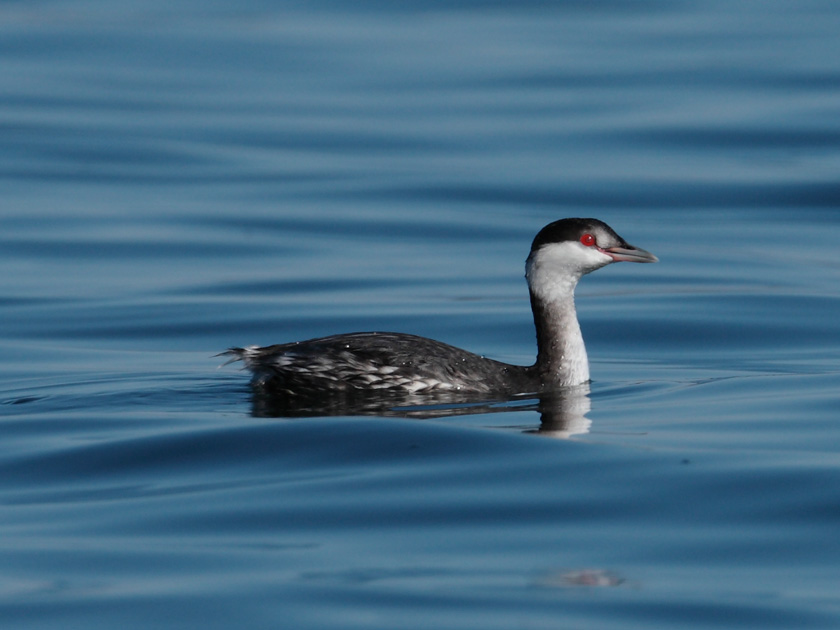 05louisconnelly-b-horned-grebe