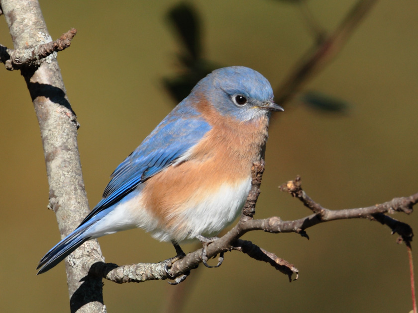 22-louisconnelly-b-eastern-bluebird