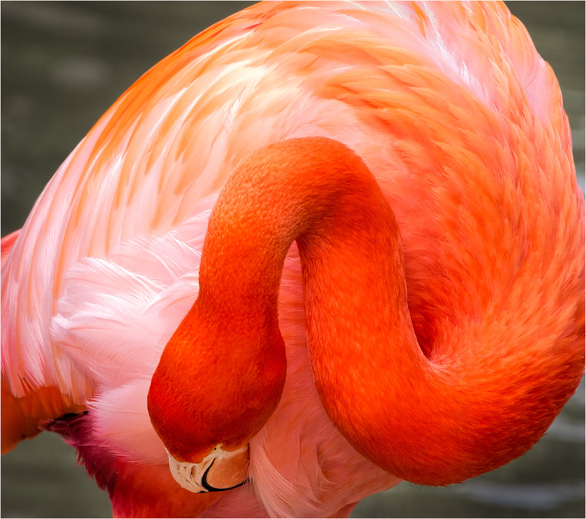 27-john-bald-a-flamingo