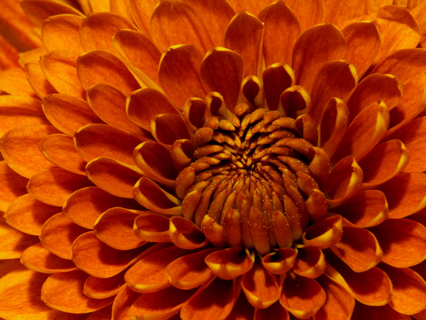 47-dianalelievre-b-orange-petals