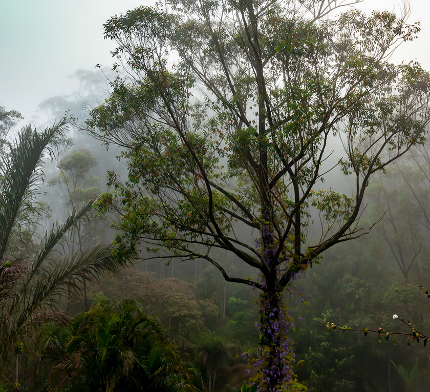 11-dennis-m-landis-b-rainforest-madagascar