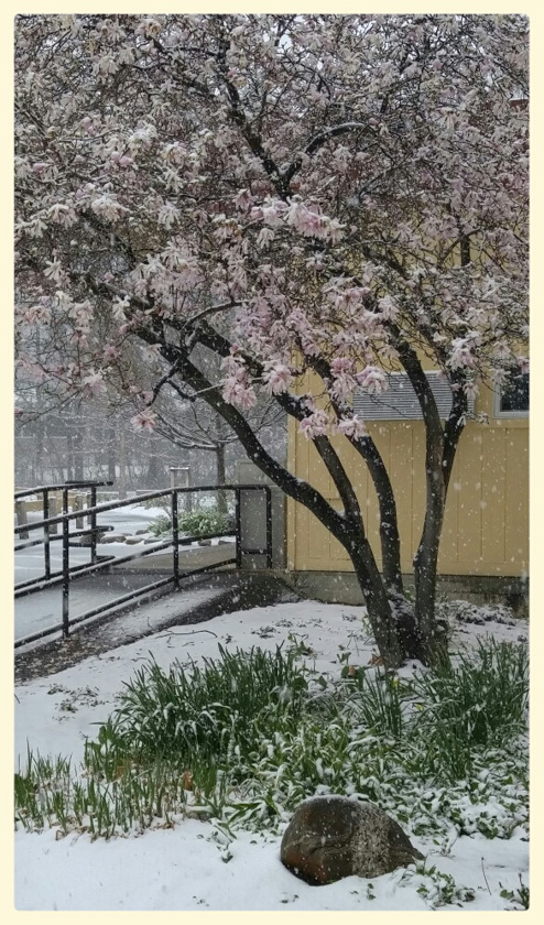 101-merita-mckenzie-a-snow-ruined-magnolia