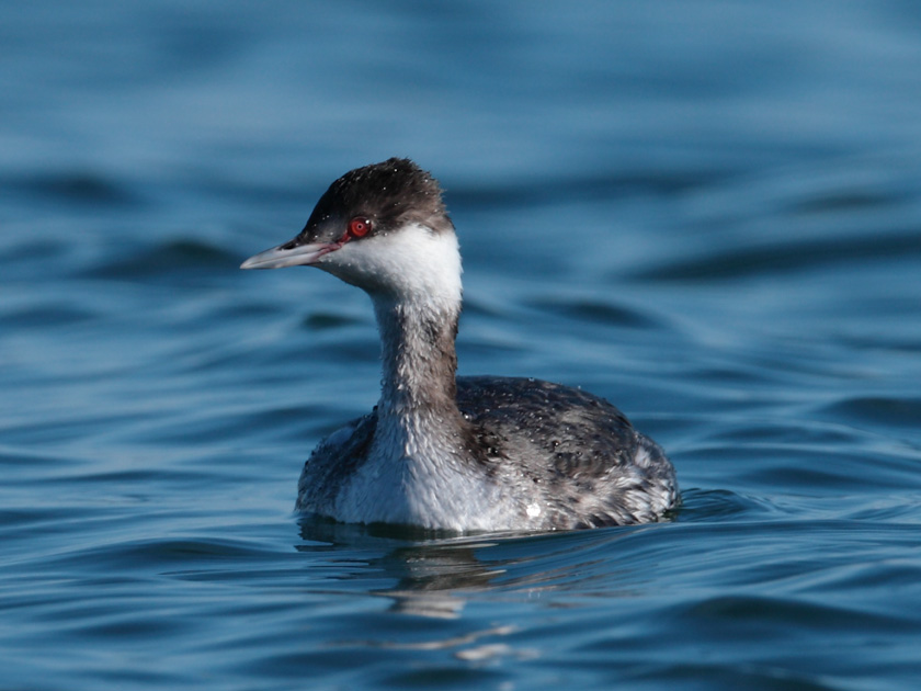 49-louisconnelly-b-curious-grebe