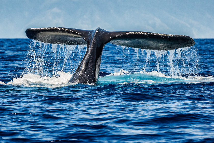 53-mike-leonard-a-whale-tail