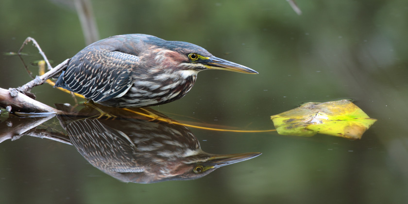 59-louisconnelly-b-clever-green-heron