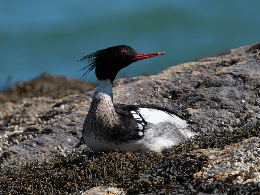 35-Louis-Connelly-B-Lonely-Merganser