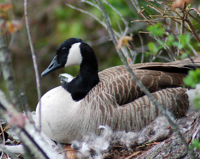 09-EricaSmith-B-Nesting