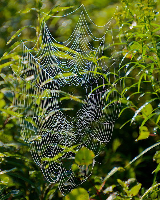 10-WalterBuczacz-B-Web