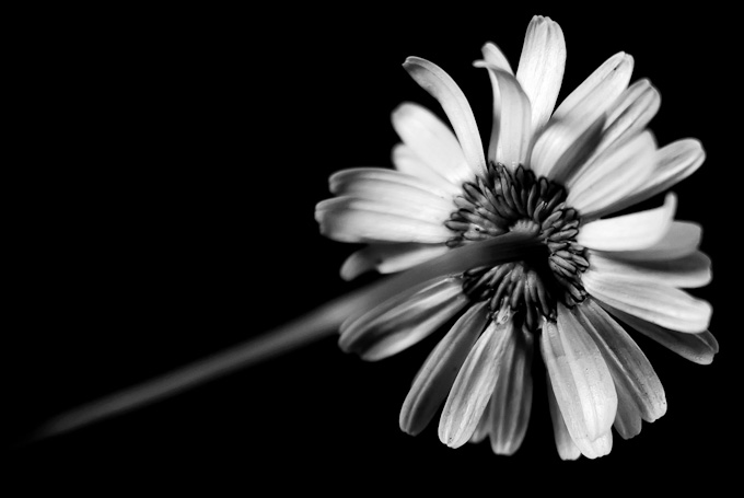 18-tracyneuville-B-daisy'sback